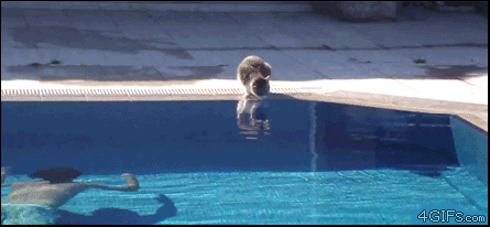 Scared cat pool gif