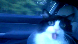 Cat loves car rides GIF