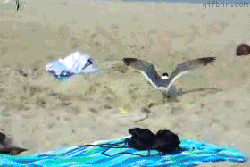 Catching a seagull gif
