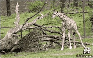 Giraffe completely freaked out gif