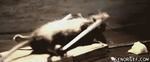 [Image: amazing-gifs-pt4-working-out-mouse.gif]
