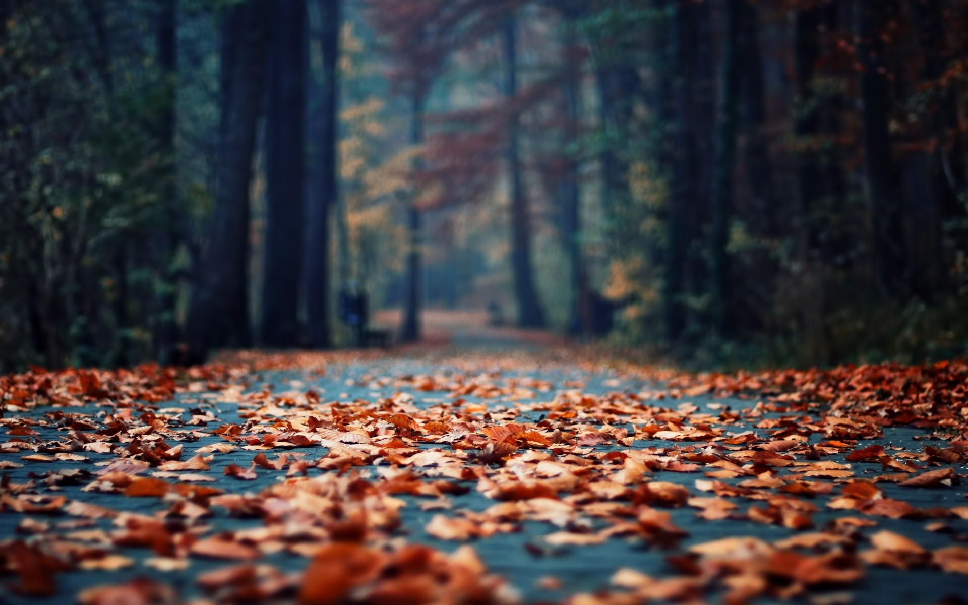 Autumn Leaves Desktop Wallpaper