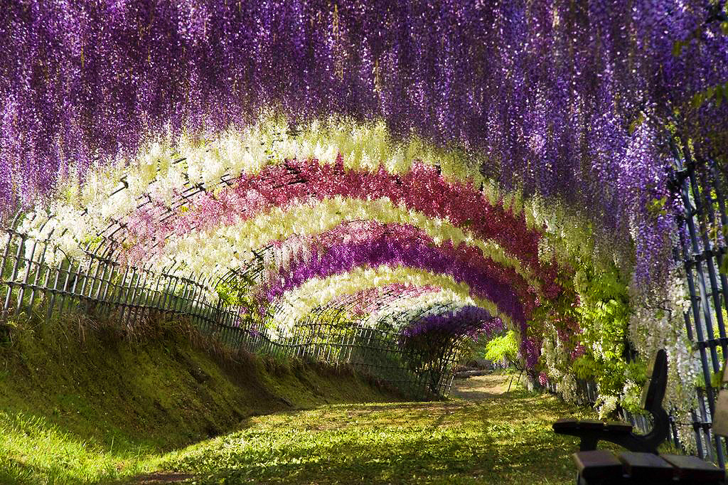 beautiful garden flowers