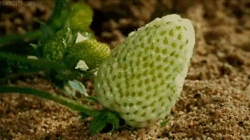 Strawberry growing