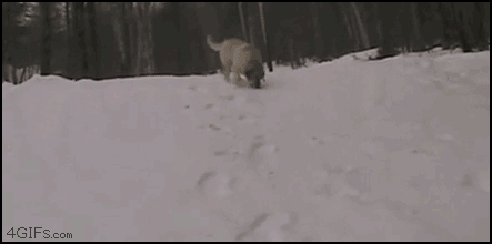 Dogs sliding through snow