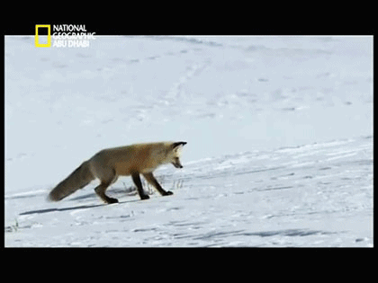 Funny fox leaps into the snow