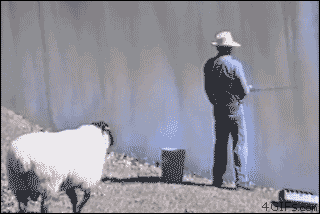 Sheep pushes man fishing into water