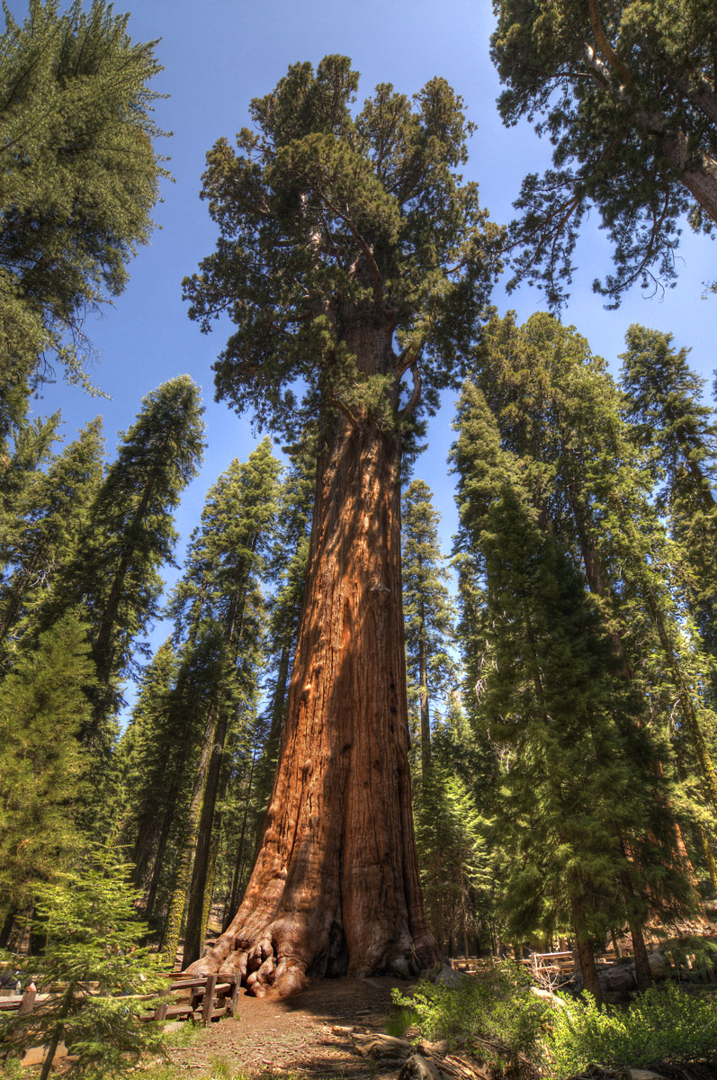 The Oldest Tallest Widest and Biggest  Trees  in the World 