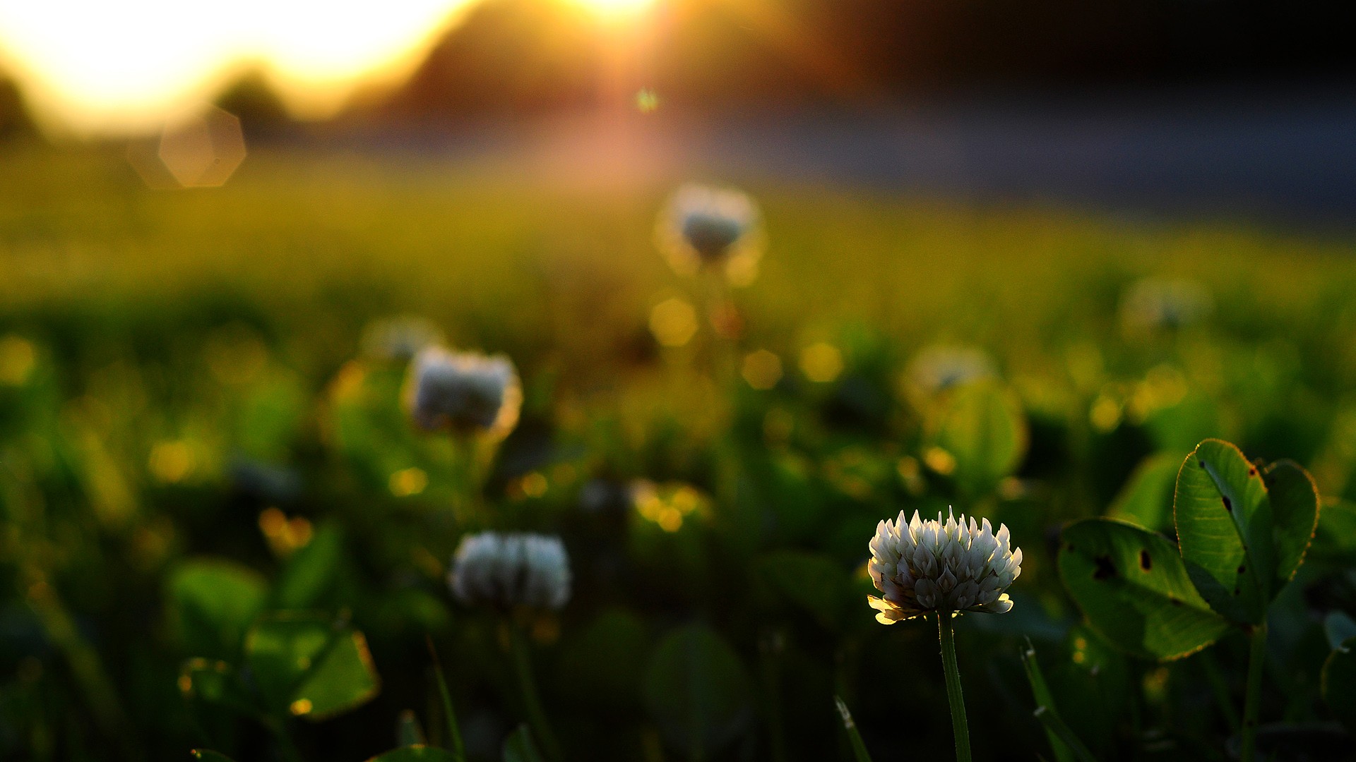 Daily Wallpaper Beautiful Sunrise I Like To Waste My Time Daily Wallpaper Beautiful Sunrise I Like To Waste My Time