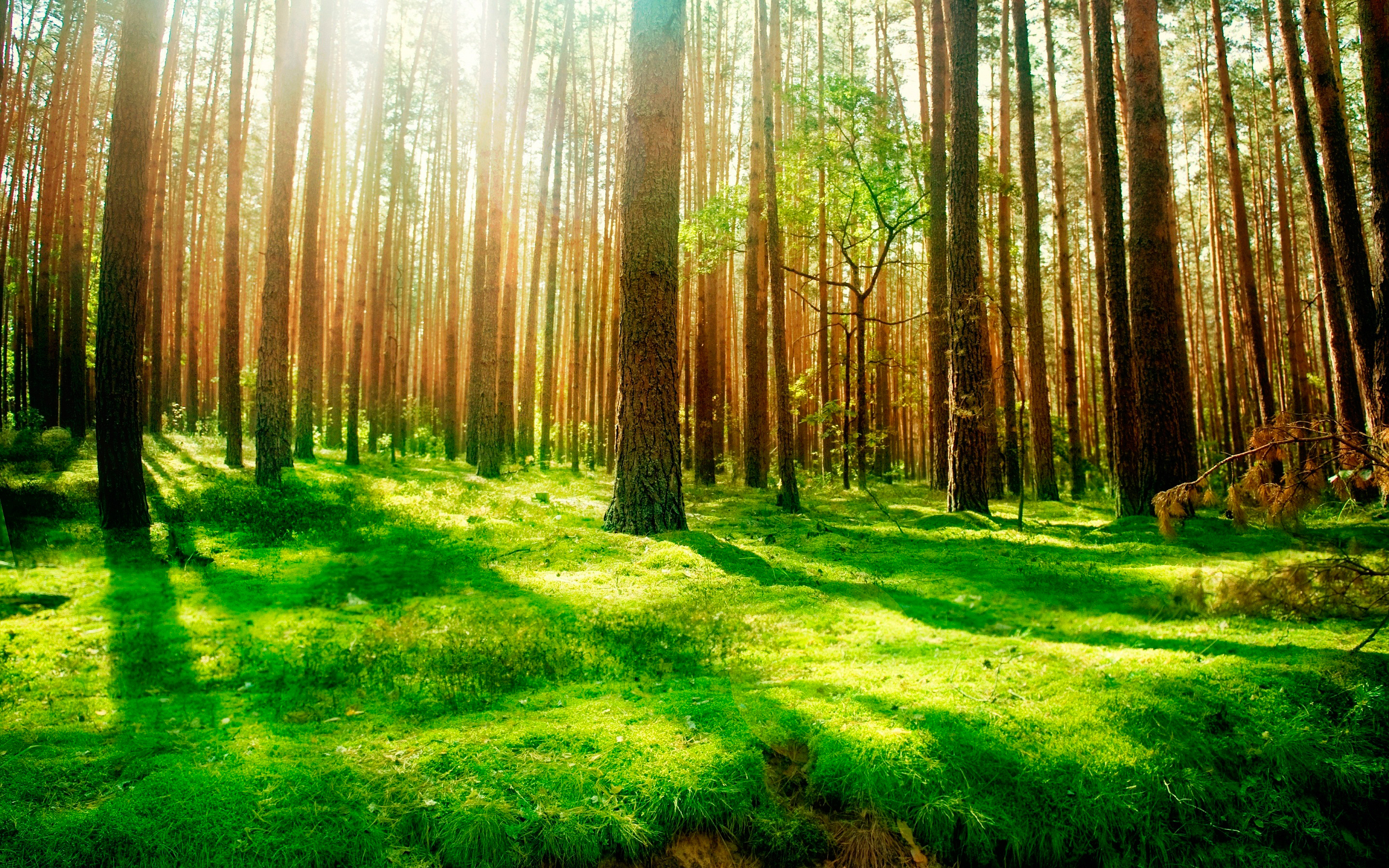 Daily Wallpaper: Forest Scenery | I Like To Waste My Time