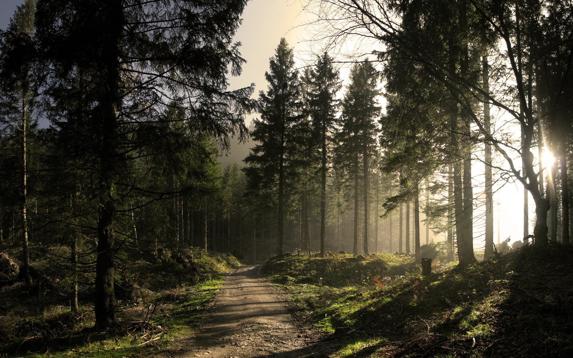 Daily Wallpaper Forest Trail I Like To Waste My Time