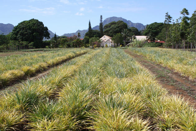 Kilohana Plantation