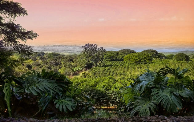 Kona Coffee Plantation