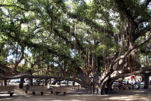 Lahaina Banyan Tree Park