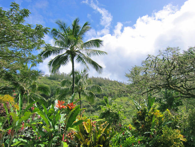 Waimea Valley