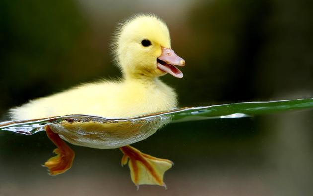 A duckling enjoying some water