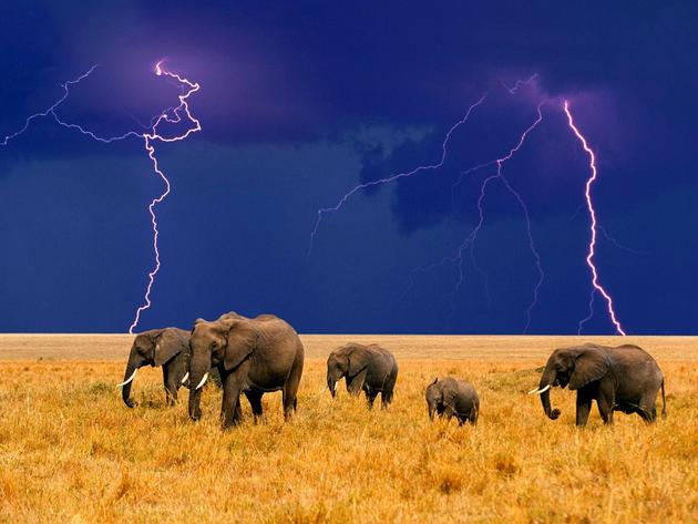 Elephants during a storm