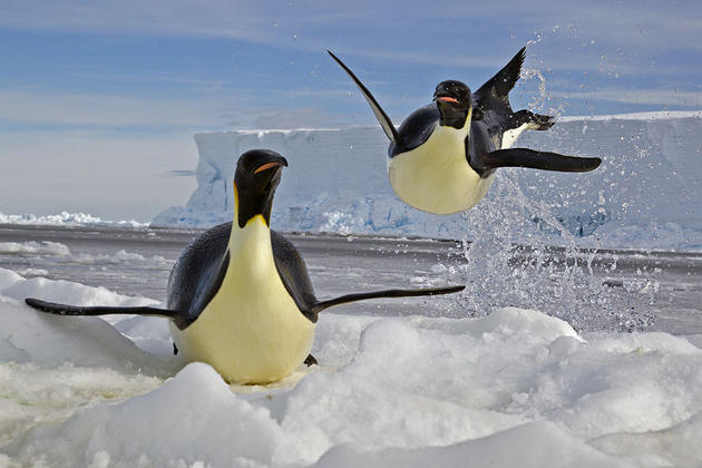 Emperor penguins