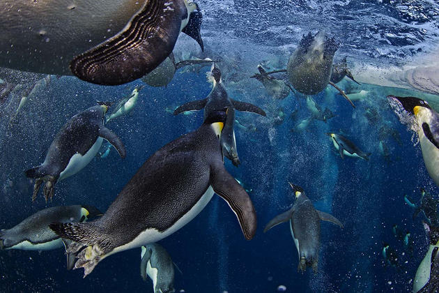 Emperor penguins