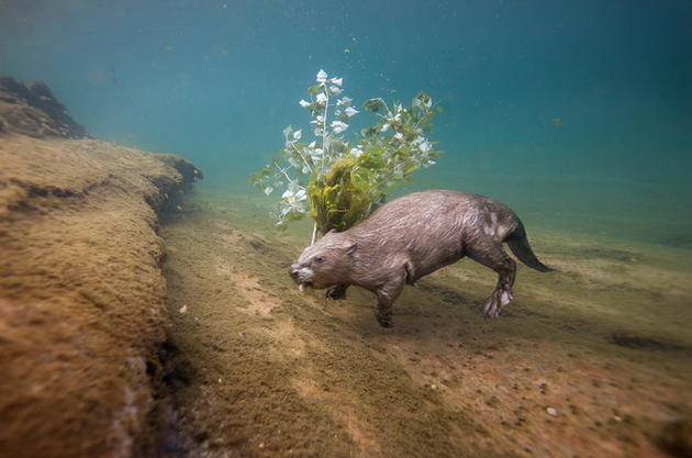 Eurasian beaver