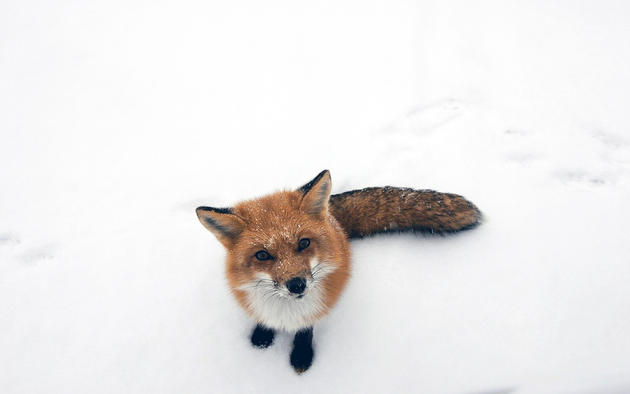 A Fox looks at the Photographer