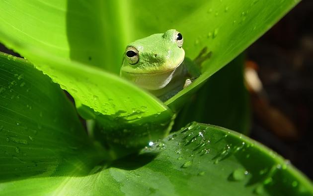 A frog camouflages itself on a leaf