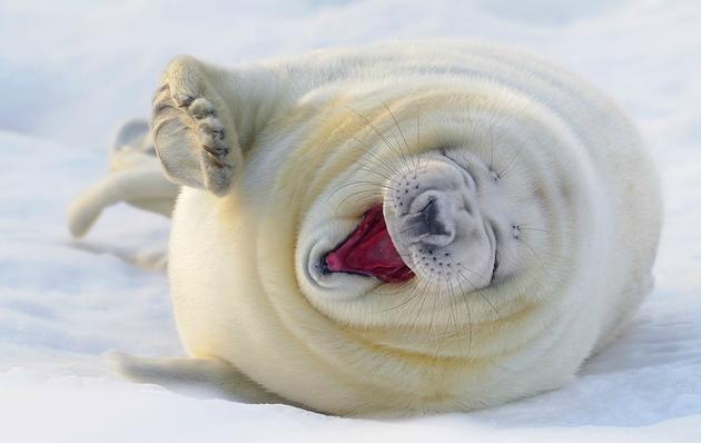 Happy seal