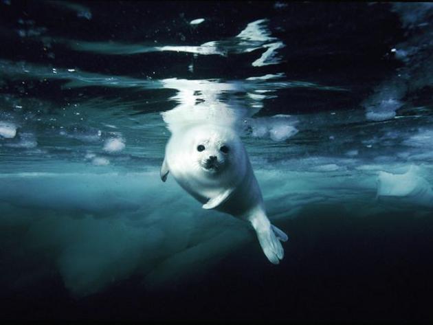 Baby harp seal