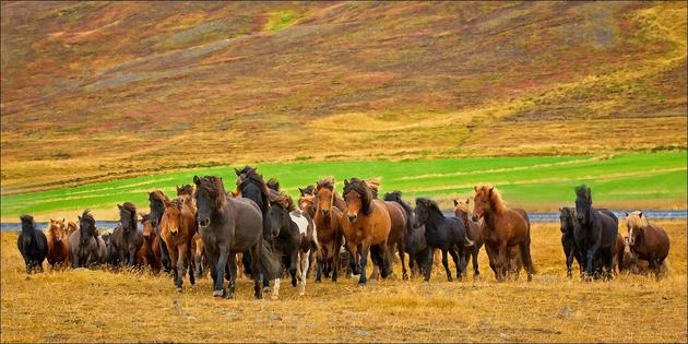 Horses in a big open plain