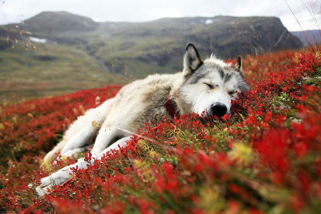 A Husky enjoying some rest