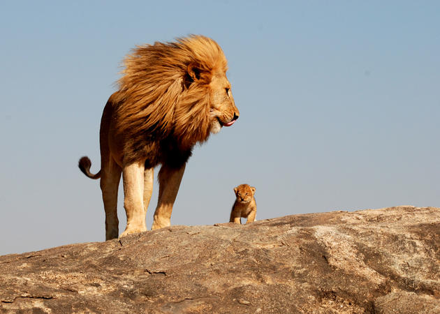 Lion and cub