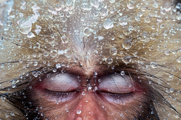 Japanese macaque