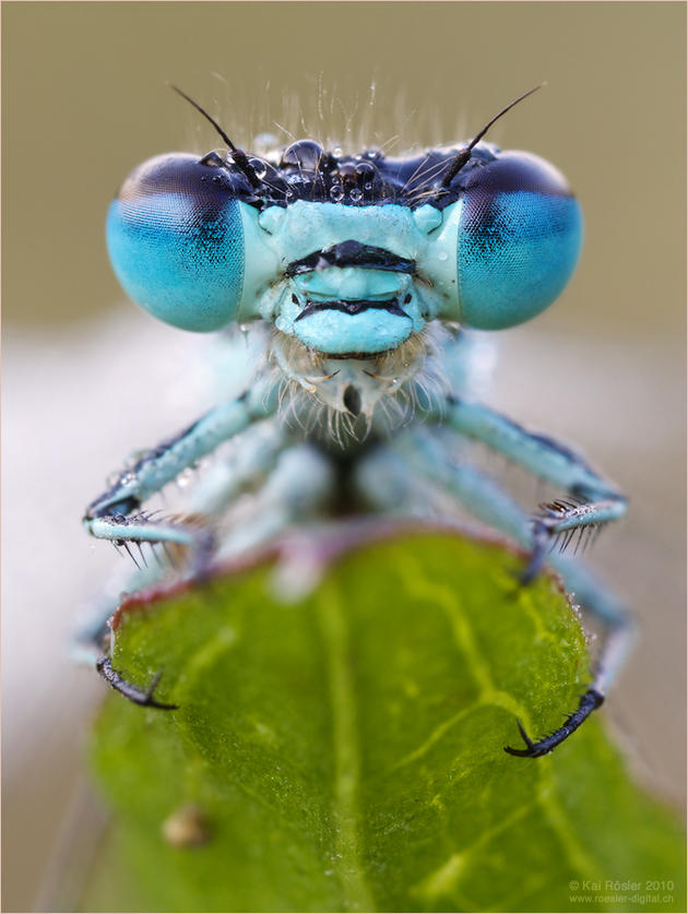 Mantis face