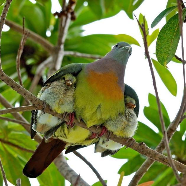 A mother with its birds under the wings