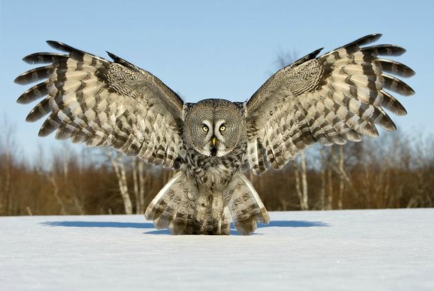 An owl during a landing