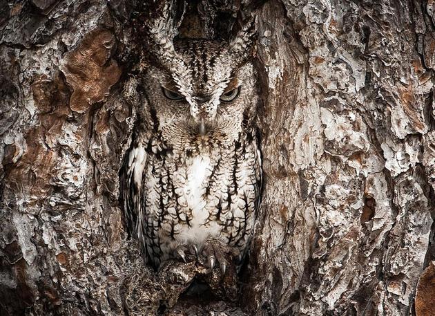 Camouflaged owl