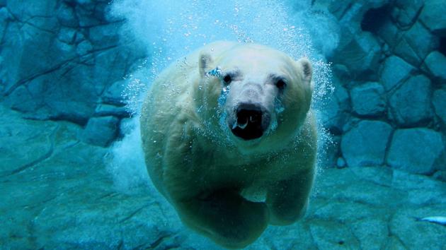 Polar Bear Underwater