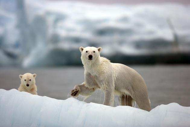 Polar bears resting