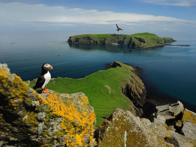 Puffins