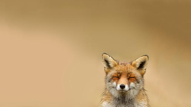 A peaceful fox