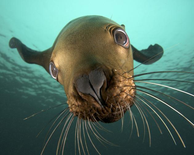 A seal underwater