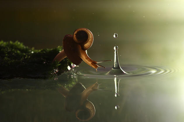 Snail