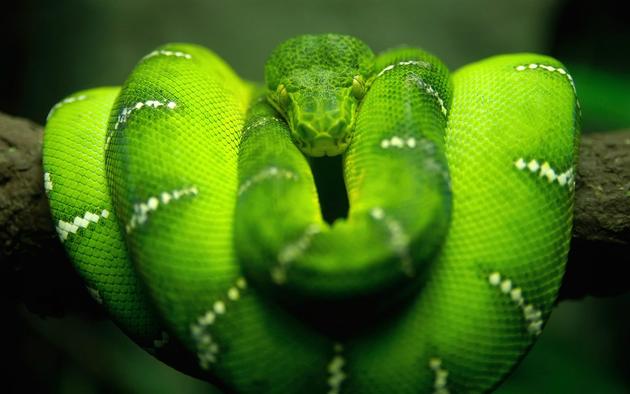 Really cool green snake