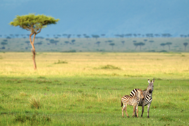 Zebra baby and mother