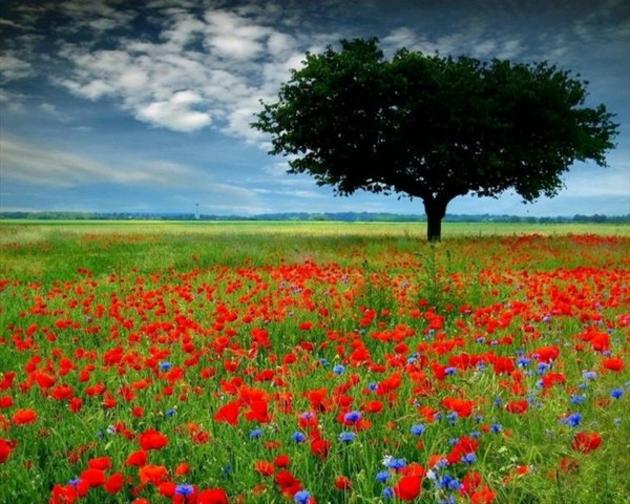 Colourful Fields