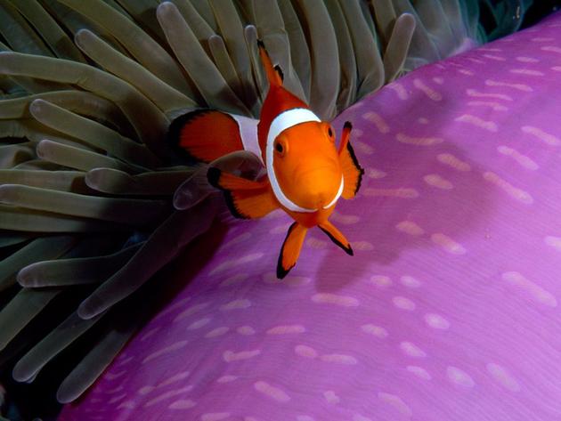 Anemonefish Indonesia Paul Sutherland