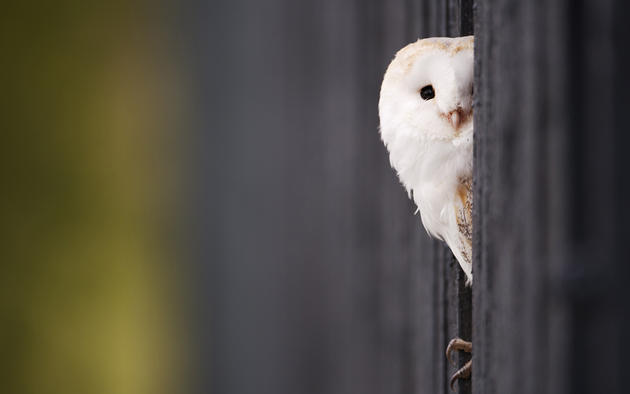 baby barn owl