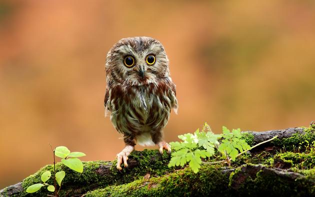 Baby Owl Background HD