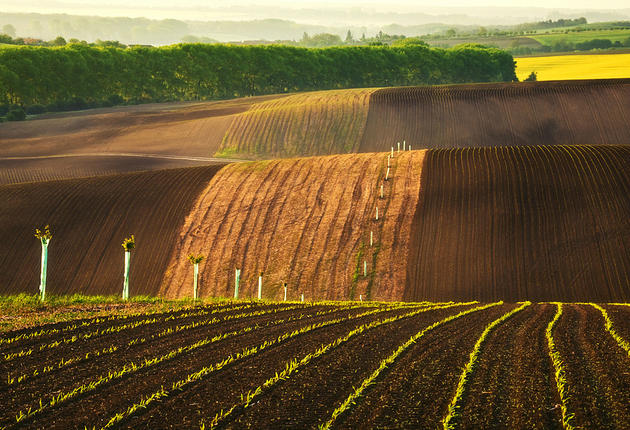 Moravian Fields Green Krzysztof Browko