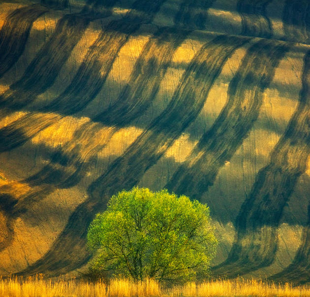 Moravian Fields Green Krzysztof Browko